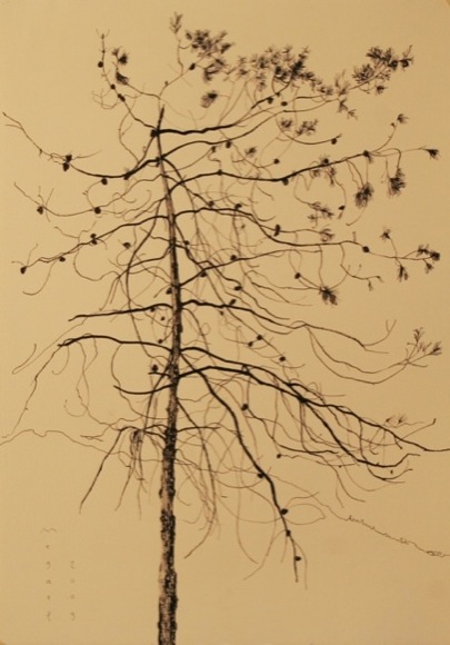 http://www.megael.net/fr/images/alberi/9-%20Pin%20d%C3%A9pouill%C3%A9,%202009,%20encre,%2060x42%20.jpg